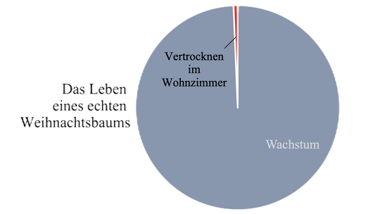 Der echte Weihnachtsbaum und sein Nutzen