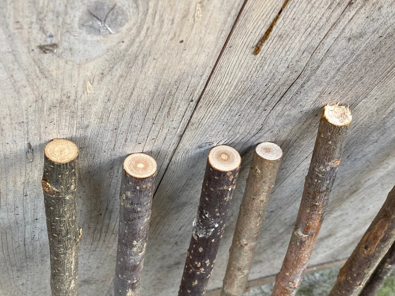 weidenäste / weidenzweige getrocknet - 5 stk.